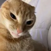 Dogの画像