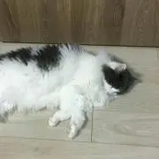 Naoの画像