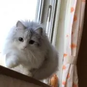 くるみの画像