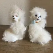 Ayaneの画像