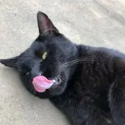 みぎみみの画像