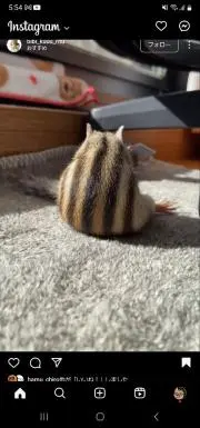 ごんたの画像