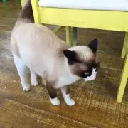krymの画像