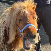 ちみねの画像