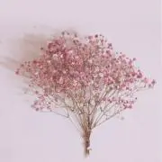 raraの画像