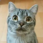 SIN
