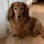 まろんの画像