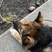 茶々丸