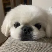 sukunyanの画像