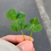 marchの画像