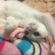 ʕ•ᴥ•ʔ