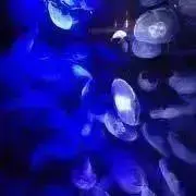 かぼす