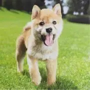 うどんそばの画像
