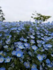 かなえの画像