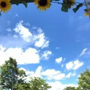 しまじろうの画像