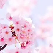 きなこ