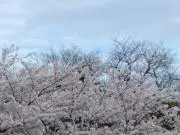 すずらん　即購入OKの画像