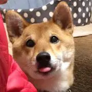 ニャンゴ