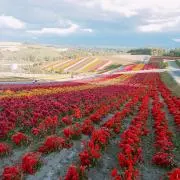 凛花の画像