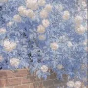 プロフ必読の画像
