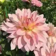 はな☆