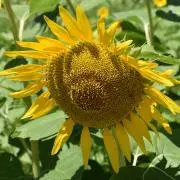 sunの画像