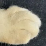 まみ