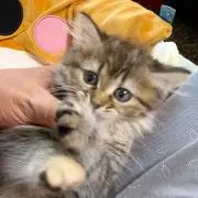 猫パンチの画像