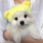 ぽちゃこの画像