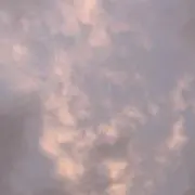 ほうじ茶の画像