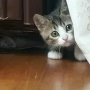 たかやん