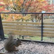 ちぃ