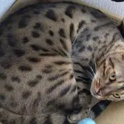 うるる