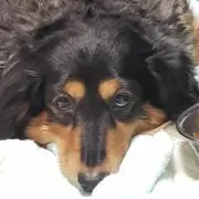 シュナハッピー