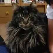ししまる
