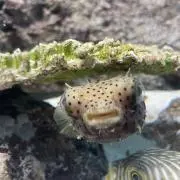 comhatの画像