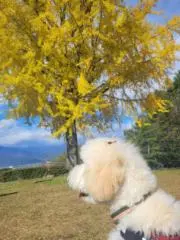 るる☀️即購入◎☀️の画像