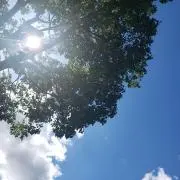 青空ライスの画像