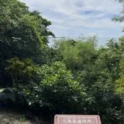 peroの画像