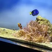 梅茶漬けの画像