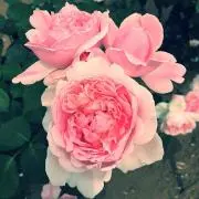 こなり♡