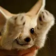 ふわふわの画像