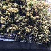 I.の画像