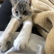 ねこ