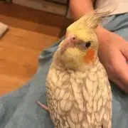 ルリの画像