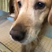 えみごはんの画像