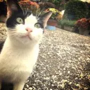 カールの画像