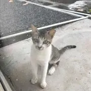 まるこす