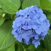 NANAの画像