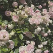 ゆあ（断捨離中）の画像